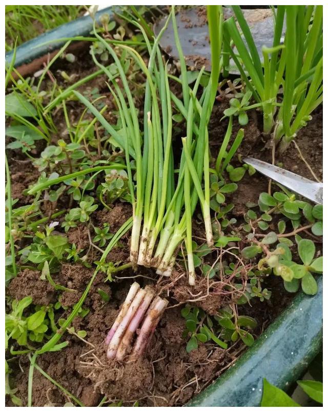 记录分根种葱生长情况