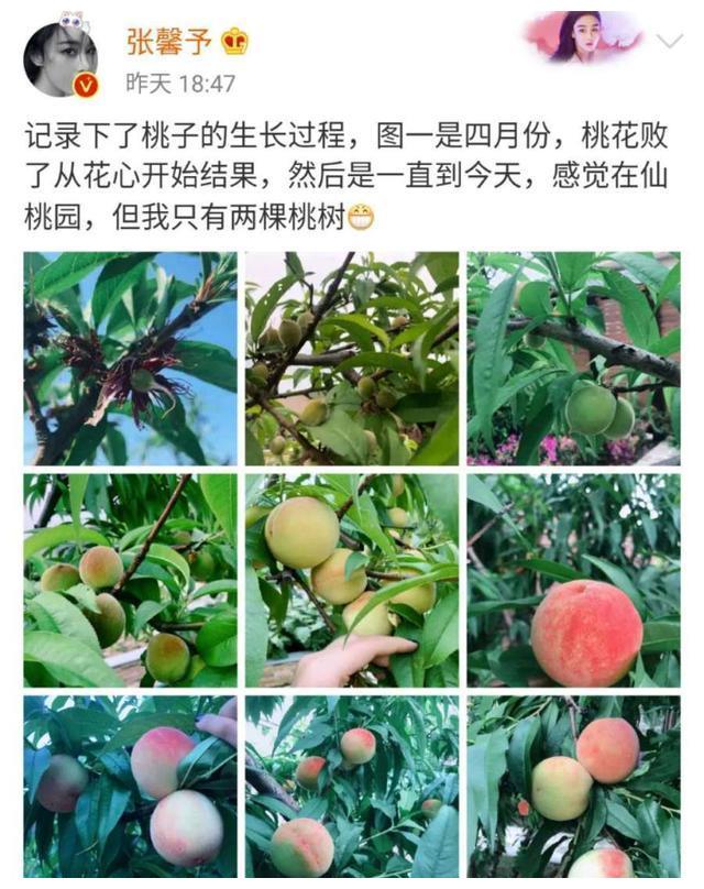 张馨予发文记录桃子成长过程,谁注意范冰冰啥举动?还暗地较劲?