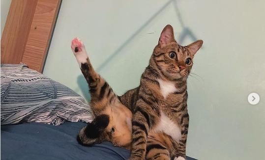 猫咪用身体完美呈现各种角度网友这是瑜伽大师