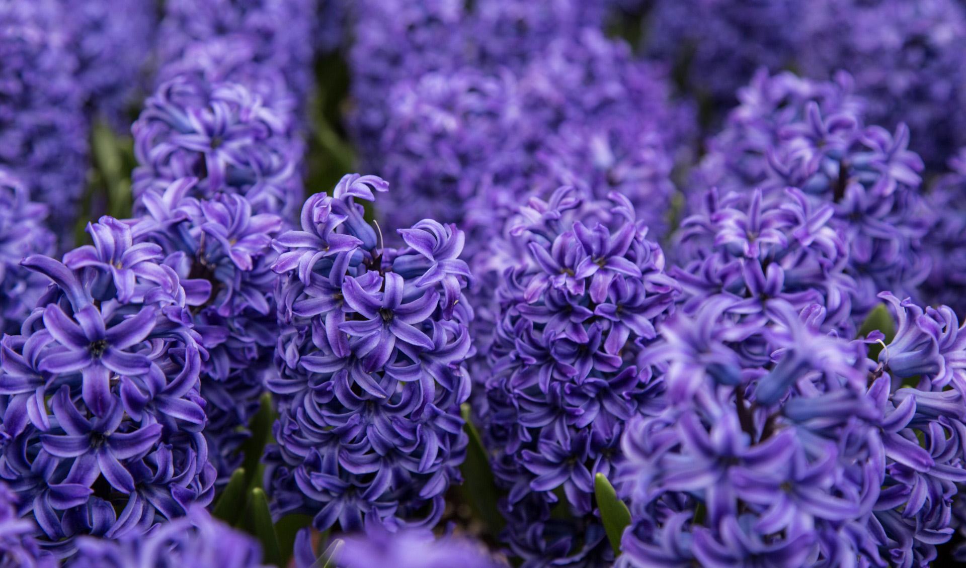此花代表着重生的爱,深受欧洲人喜爱盆栽植物之一,象征着生命
