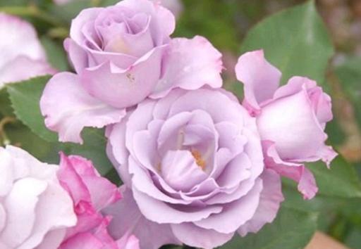 月季迪奥,浓浓的玫瑰香,淡紫色的质感花朵,令人陶醉!