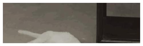 猫主人也说谎?《当家主母》群演爆料:猫咪拍摄当天就已被电死休闲区蓝鸢梦想 - Www.slyday.coM 猫主人也说谎?《当家主母》群演爆料:猫咪拍摄当天就已被电死休闲区蓝鸢梦想 - Www.slyday.coM