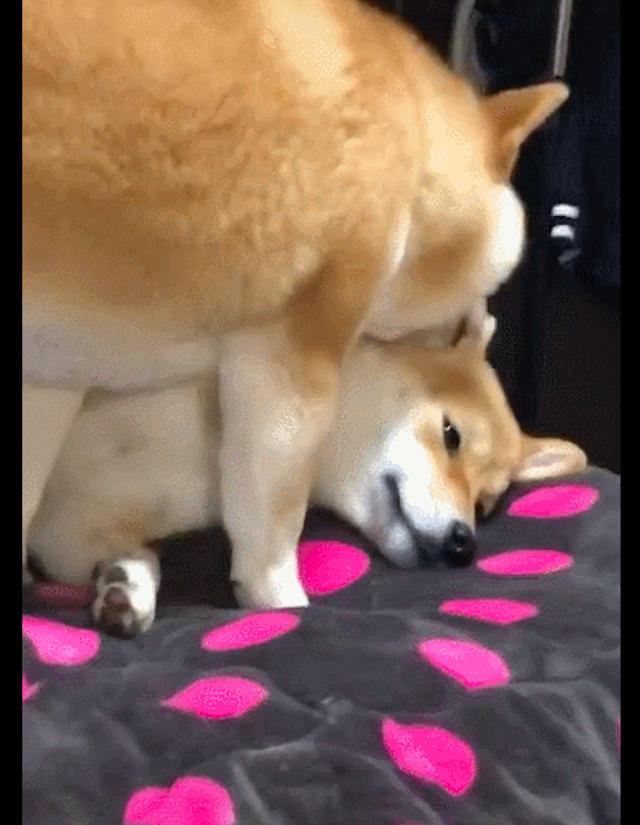 高冷柴被同伴舔耳朵,它却面无表情躺着看前方,狗:采耳好专业!