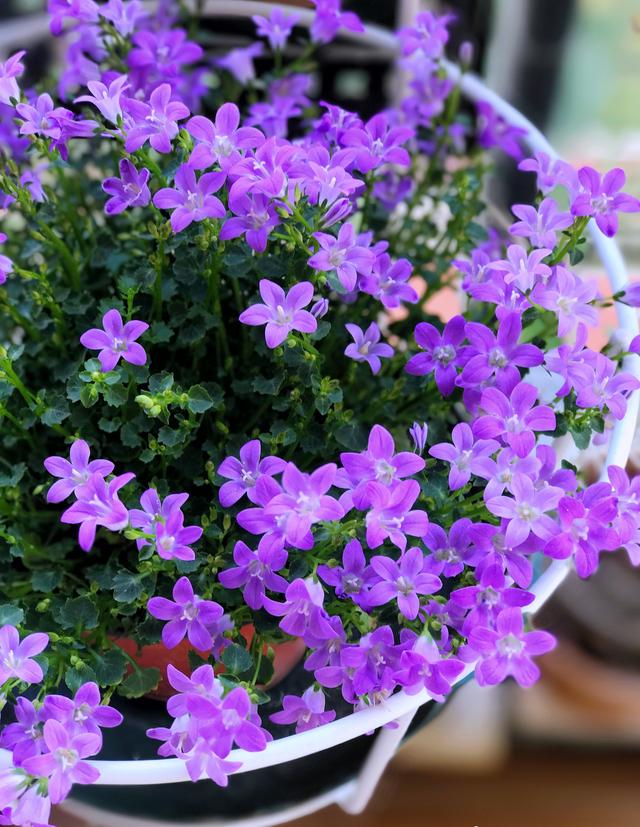 丹麦风铃草文艺范儿十足好看又好养