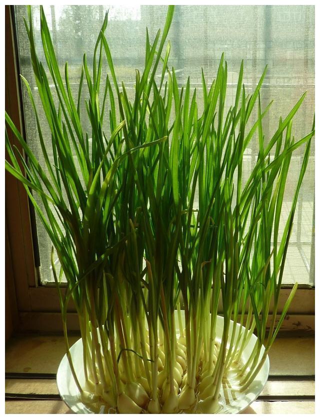 大蒜扔水里蒜苗蒜黄随便吃10天吃一茬少出门买菜