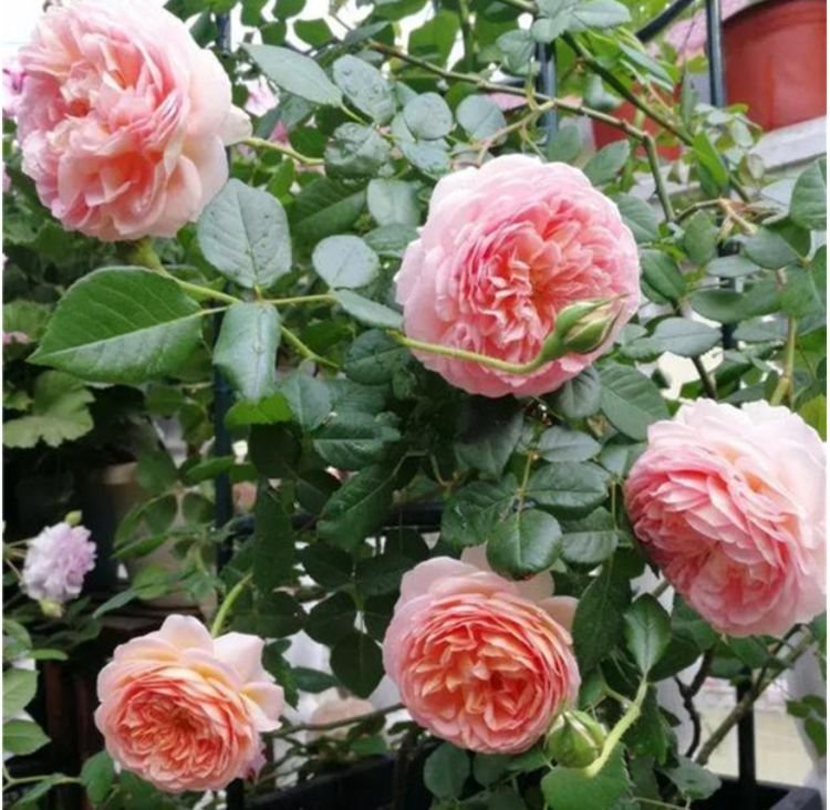 种高颜值贵族花高端大气美的出奇超好养