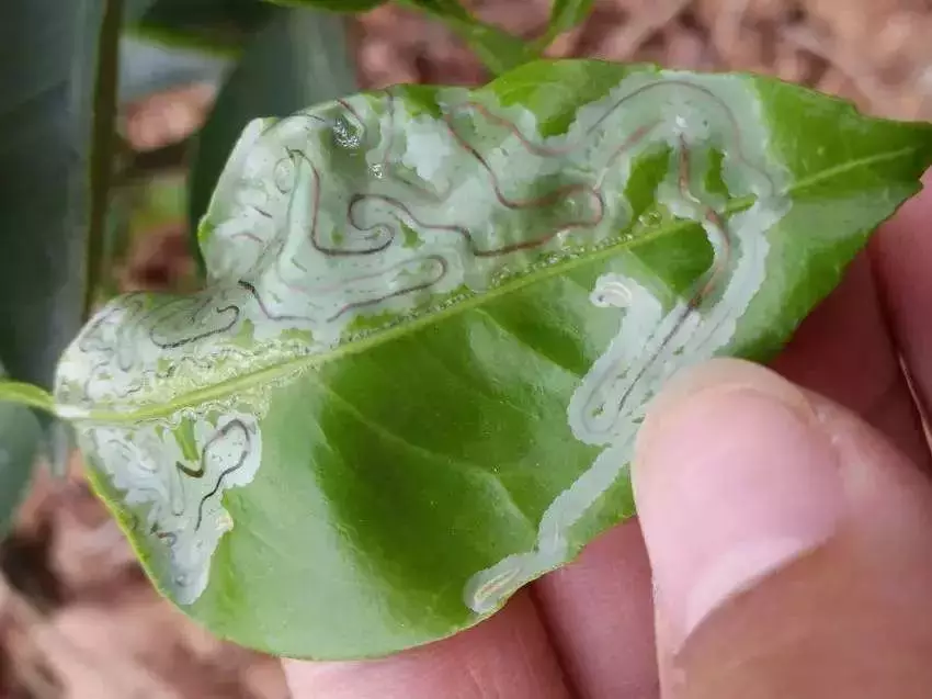 夏季柑橘潜叶蛾侵袭,不仅破坏叶片还引起病害,果农如何防治?