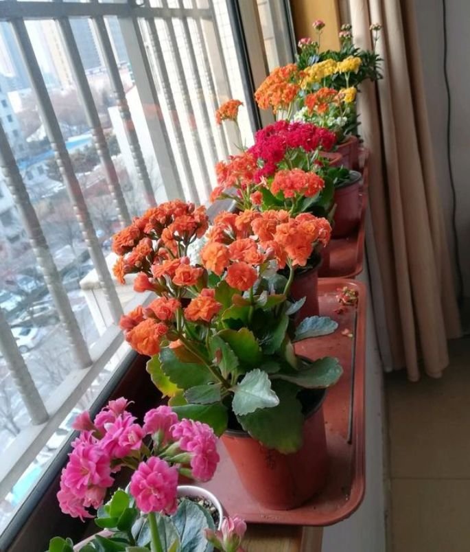 好养易活4种花,家里养一盆,招财又纳福!__财经头条