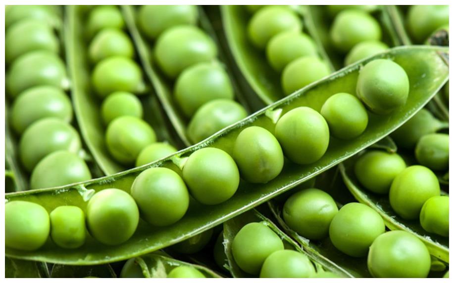 冬种豌豆高产栽培技术 豌豆的嫩尖 嫩荚和籽粒均可食用