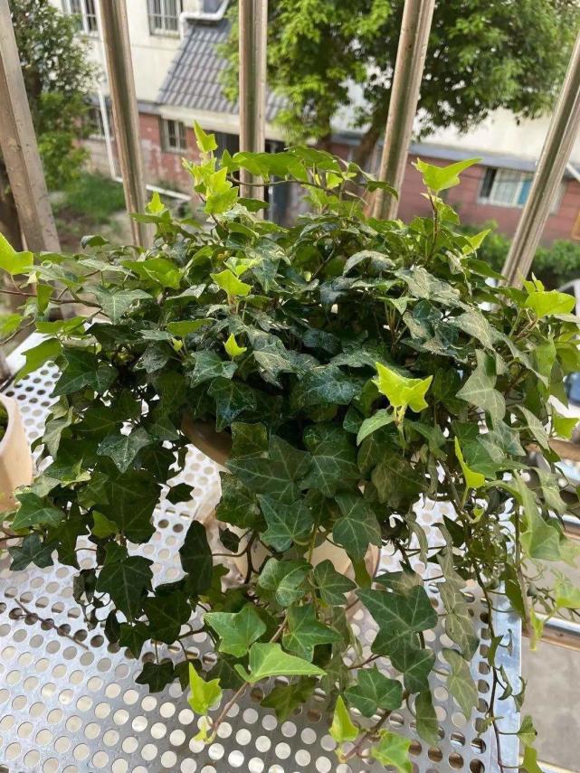 种喜欢水的花,冬天喝水不能断,保持湿润才能绿油油休闲区蓝鸢梦想 - Www.slyday.coM 种喜欢水的花,冬天喝水不能断,保持湿润才能绿油油休闲区蓝鸢梦想 - Www.slyday.coM