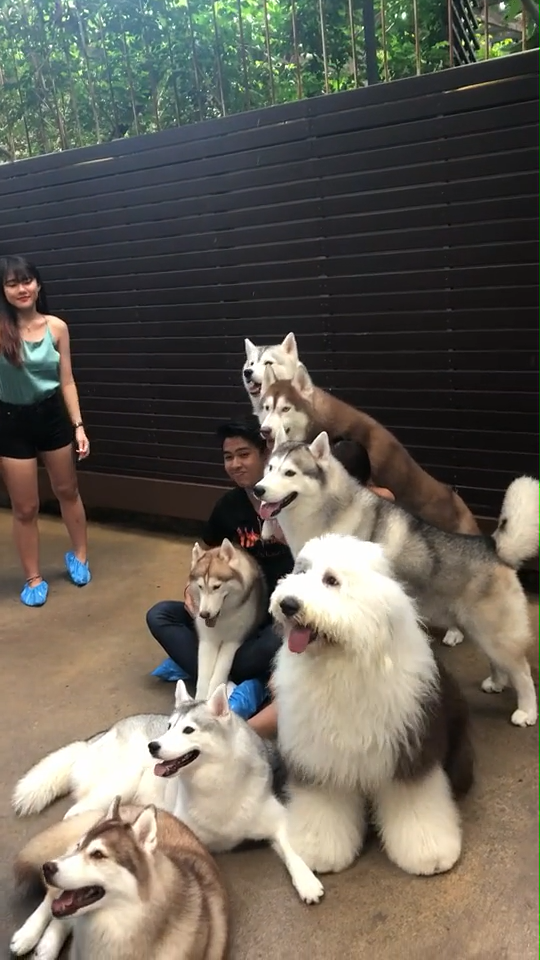 一群二哈摆姿势拍照,镜头感十足整齐有序,没想却被它抢镜了