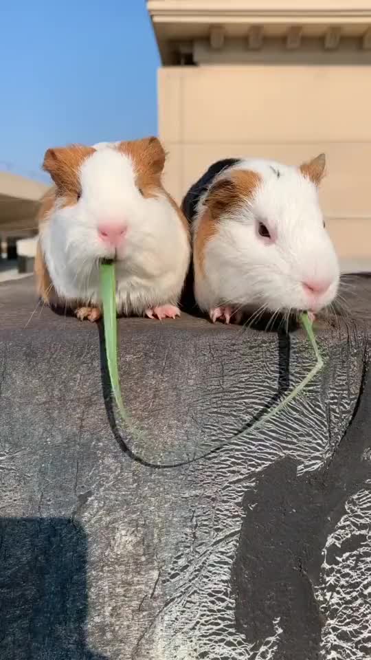 小动物吃饭时竟然争了起来你俩也太萌了吃个饭都这么可爱