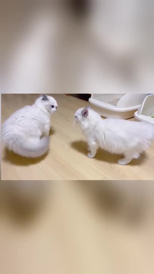 布偶猫仙女打架,也太可爱了__财经头条