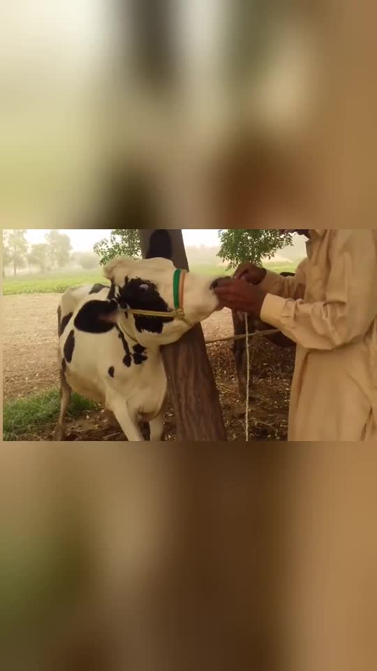 为何牛要穿鼻环一根大铁钉直接捅穿牛鼻疼得牛哞哞直叫唤