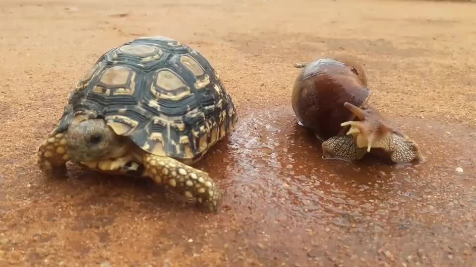 小伙用蜗牛喂乌龟,看它敢不敢吃,结果令人大跌眼镜