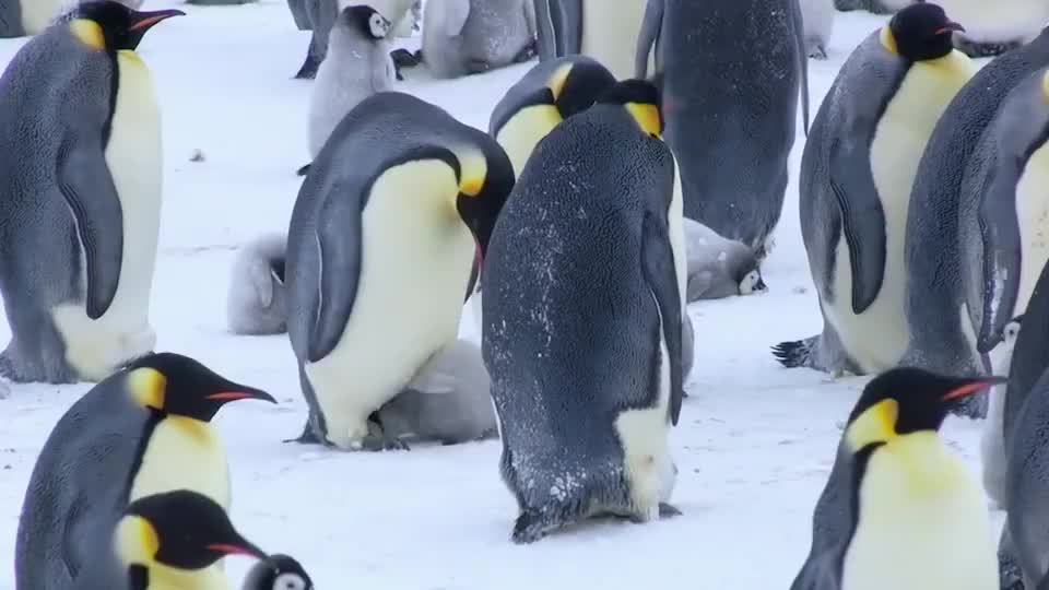 小企鹅钻到爸爸的育儿袋里取暖,场面尴尬又搞笑,镜头记录全过程_新浪