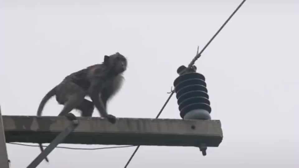 猴子作死摸高压电电线,高压电瞬间释放,猴子被高压电电死_新浪新闻