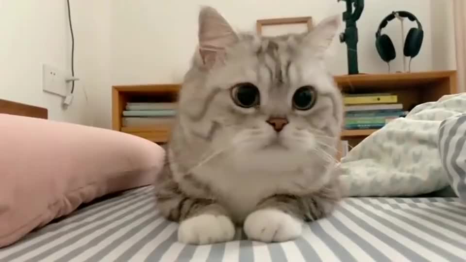 大花猫不仅脸大，还对眼
