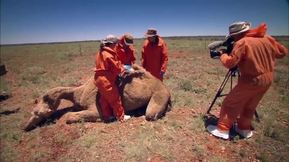 骆驼的驼峰里是什么男子切开查看原来我们被骗这么多年