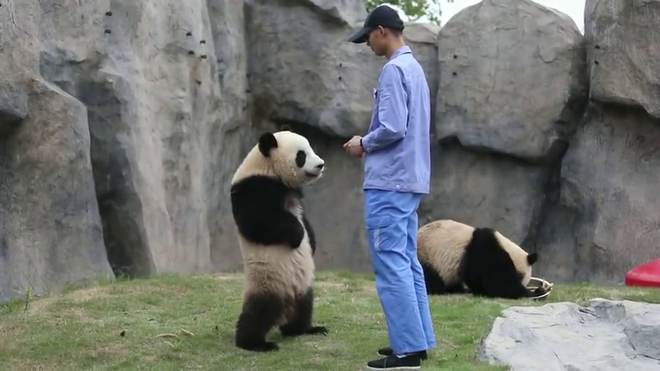 熊猫站起来插着腰吃东西,小模样真是可爱!