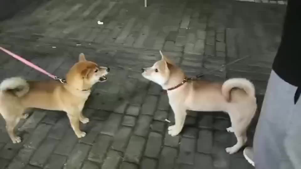 左边是柴犬,右边是我们的中华田园犬.两狗一见面就互相不对付