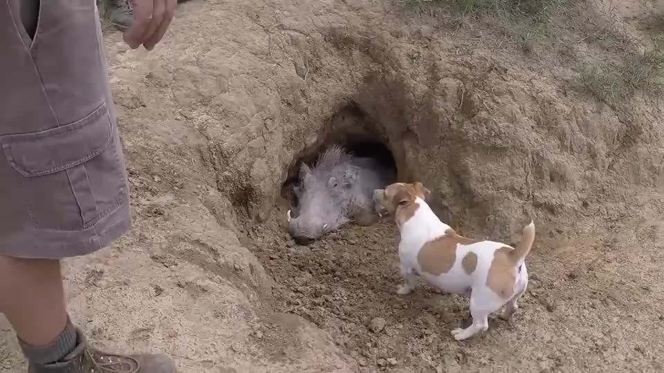 野猪临死前,拼命堵住洞口,洞里面到底有什么?
