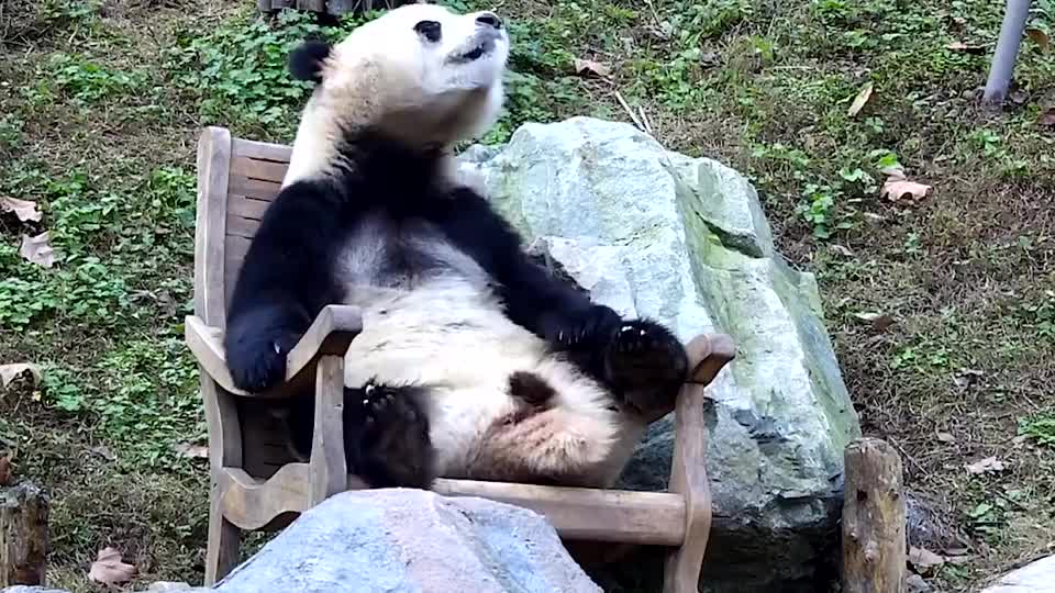 大熊猫得到摇椅,舒服坐在椅子上翘二郎腿,网友:隔壁你二大爷!