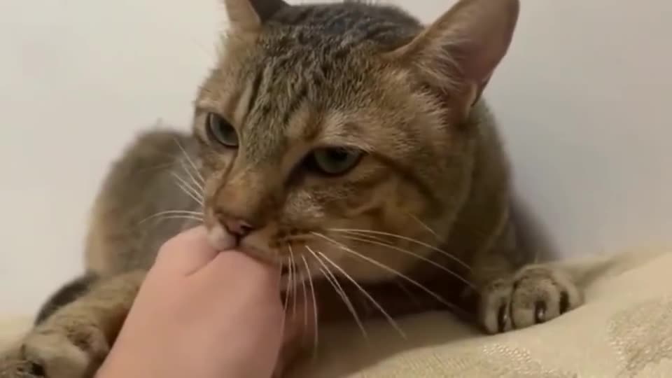 狸花猫这么大了还喜欢吸手指,而且还一脸的冷漠