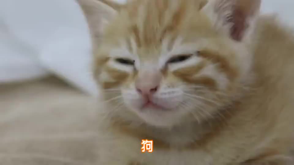 6只小橘猫名字的由来 自己选的名字 哭着也要答应