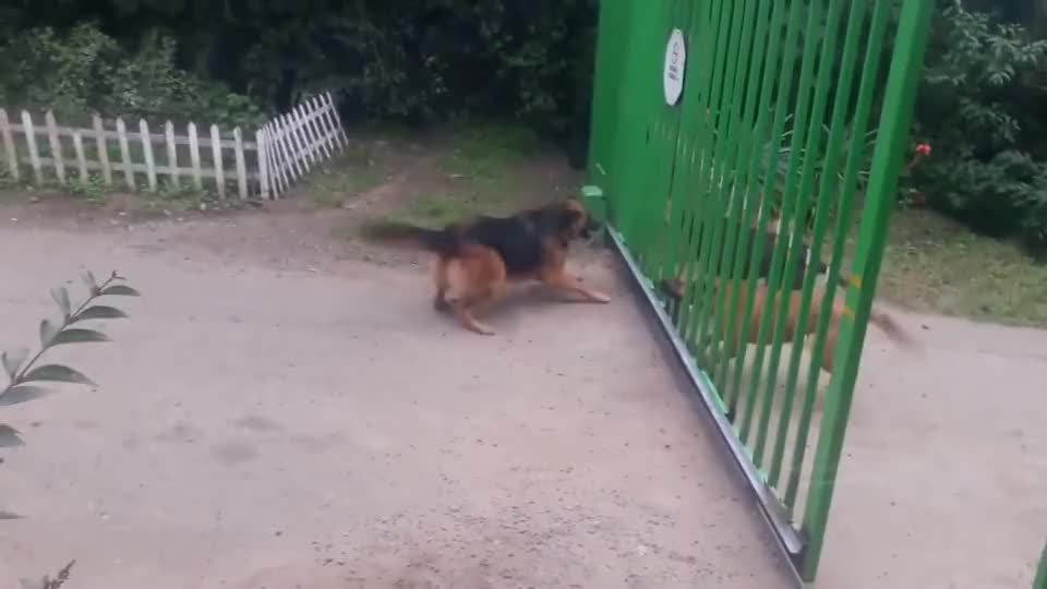 3只德牧和2只狼犬对吼 主人索性打开铁门 这场面太尴尬了 3只德牧和2只狼犬对吼 主人索性打开铁门 这场面太尴尬了