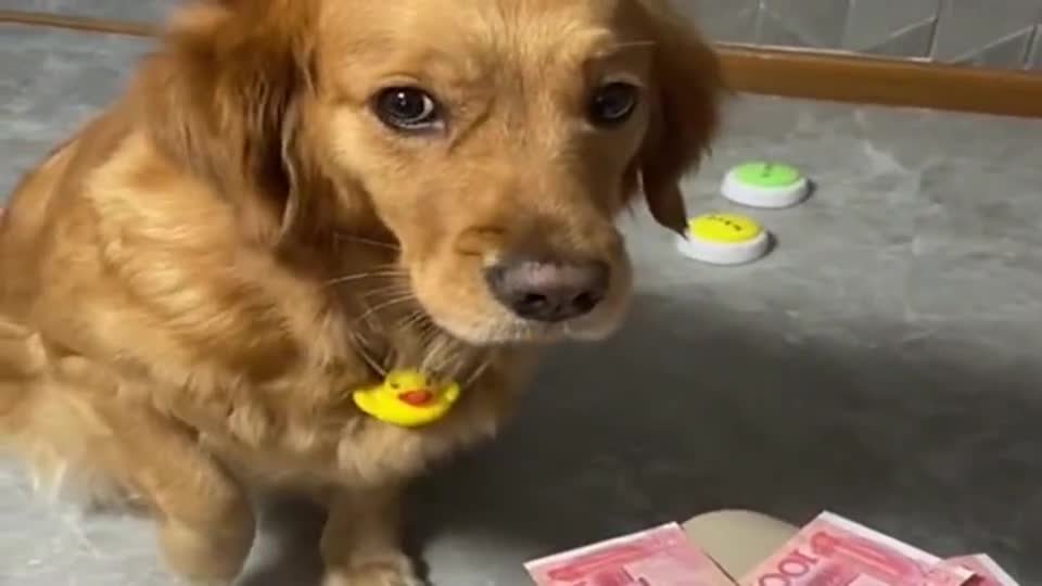 金毛也知道这拿钱换肉,给它1块钱高兴极了