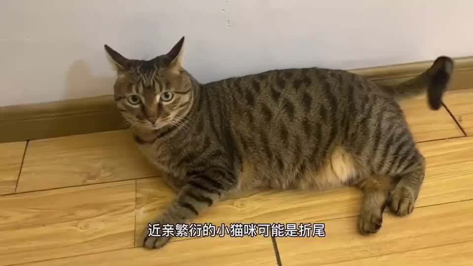 狸花猫原来我的折尾是这样来的