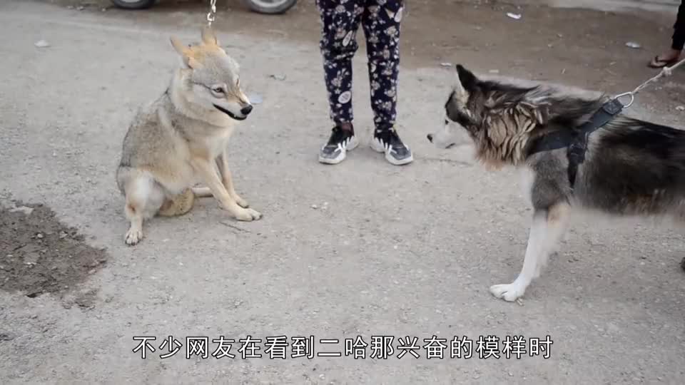 当哈士奇遇到了狼二哈的本性暴露无遗网友真怕被咬