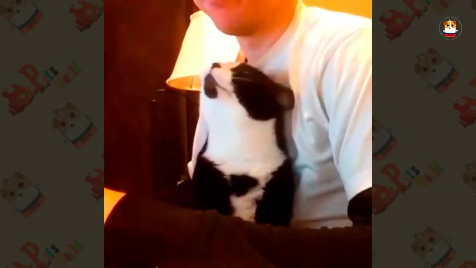 猫咪粘人排行_猫猫非常粘人|厨房|厕所_网易订阅