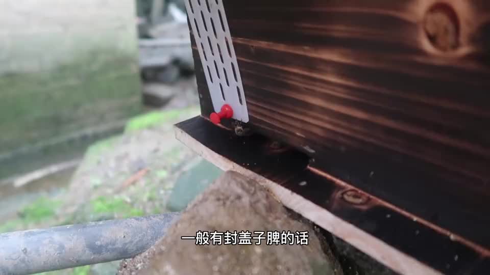 天天下雨将近一个月 每天只停一个小时 小蜜蜂们都忙着采花粉