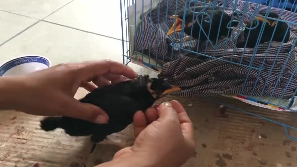 雏鸟八哥原来是这样喂食的涨知识了
