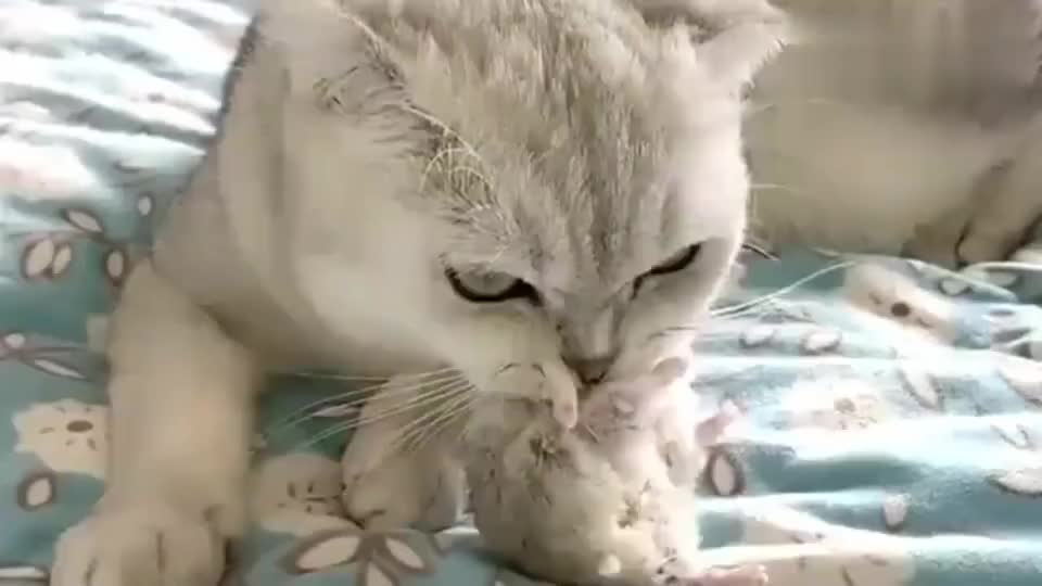 猫咪咬着仓鼠不放,主人叫它都不放还凶主人|仓鼠|猫_新浪新闻