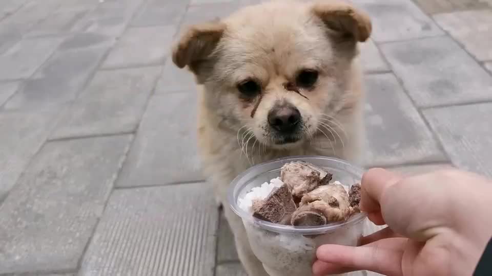 流浪狗在饭馆门口讨食小伙给它送吃的离别时流浪狗还感谢小伙