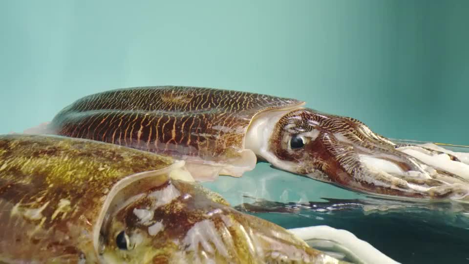 老广的味道这墨鱼那么贵的吗这几只都要几百块了