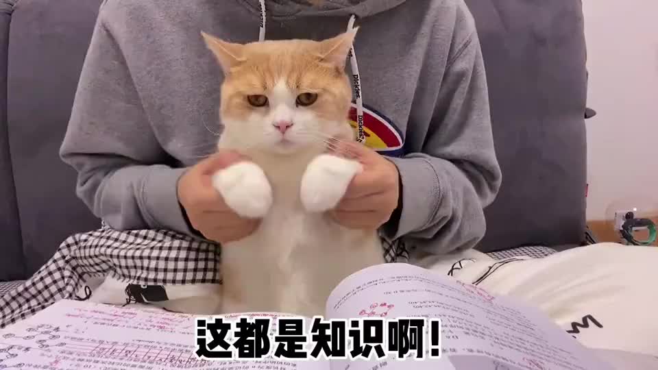猫咪:这傻子,这知识要装也是装进他脑子,装进我脑子有啥用?