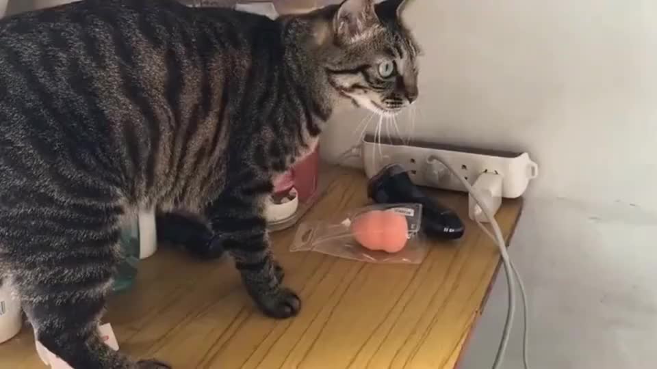 狸花猫这样别致的叫声 你们听过吗 这我也就听了几百遍而已 狸花猫 新浪新闻 狸花猫这样别致的叫声 你们听过吗 这我也就听了几百遍而已 狸花猫 新浪新闻