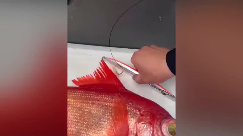绿眼狗鲨 蓝眼石斑 金目鲷 500米深海怪物三连击 绿眼狗鲨 蓝眼石斑 金目鲷 500米深海怪物三连击