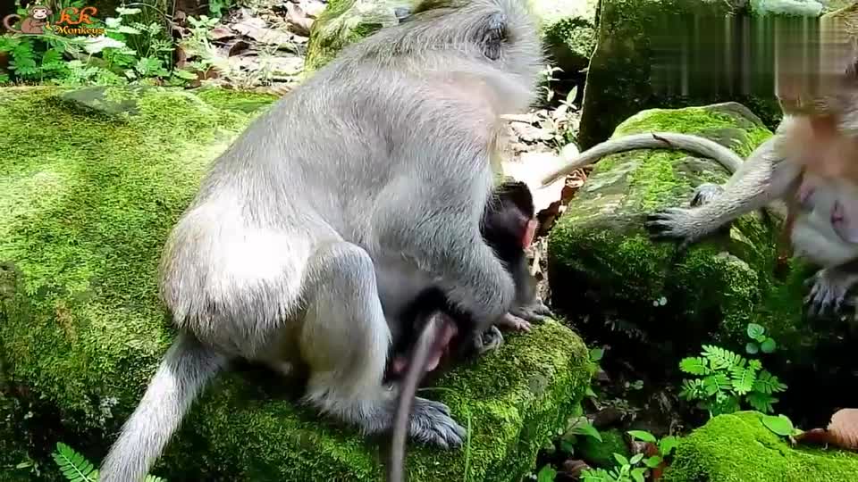 新生猴太可爱，母猴非常的喜欢，挑逗打趣小猴儿！