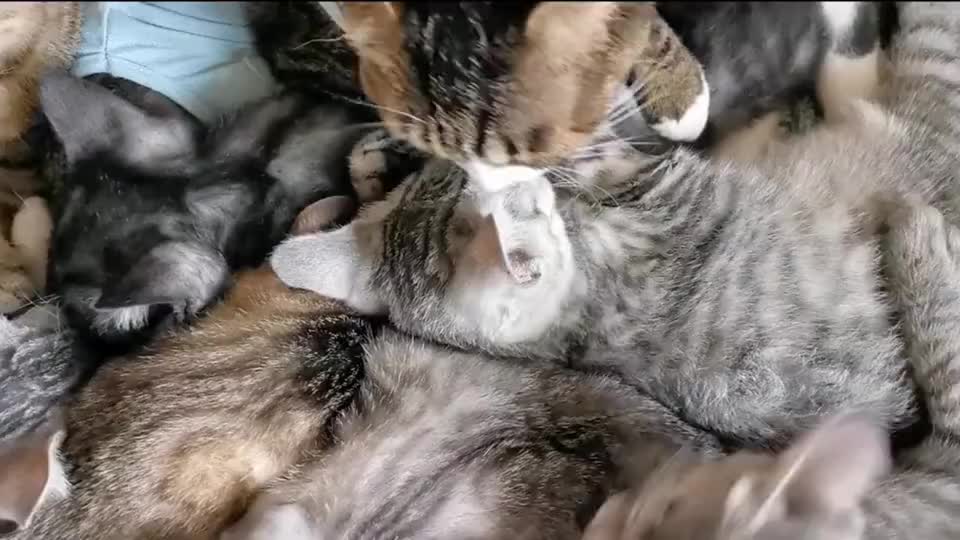 一群猫咪挤在一起睡,真的不累吗?