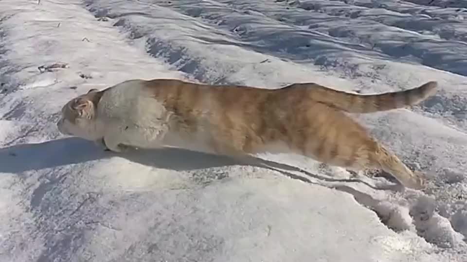 田园功夫猫雪地飞猫捕猎演练