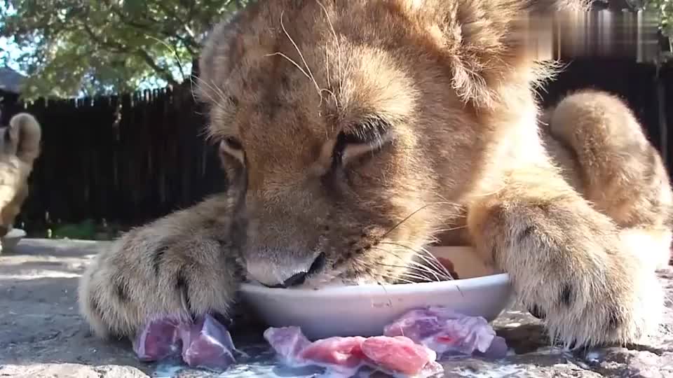 小狮子真挑食,碗里的肉一块一块的拱到地上,光喝奶了