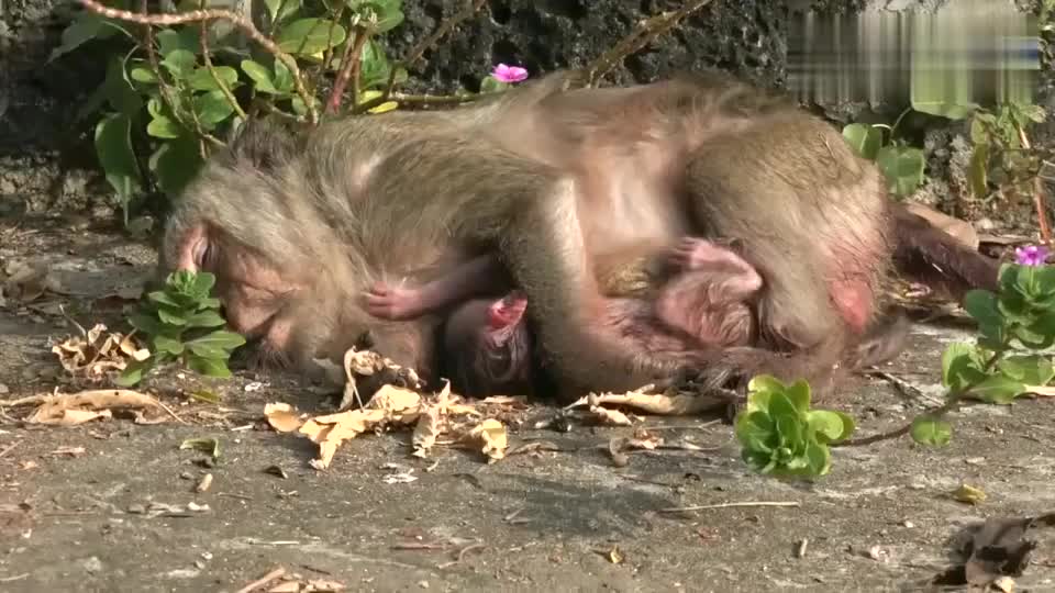母猴分娩图片