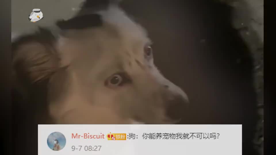成精了!狗子偷吃蝉嘴里发出噪音,被质问时一脸心虚闪躲又无辜_新浪新闻