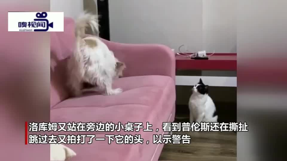 土耳其：一猫咪看到狗狗撕扯沙发，立即上前拍头“警告”