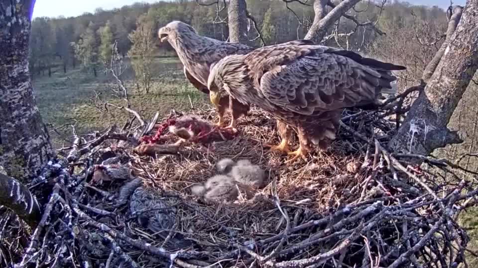 白鹭趁机想抢老鹰食物,不料下一秒尴尬了 为您推荐: 老鹰抓住小孩,没